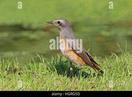 Comune (Redstart Phoenicurus phoenicurus phoenicurus) maschio immaturi in piedi sul suolo Eccles-on-Sea, Norfolk Settembre Foto Stock