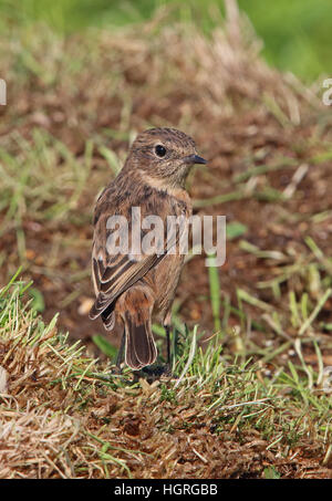 Comune (Stonechat Saxicola torquatus hibernans) immaturo in piedi sul suolo Eccles-on-Sea, Norfolk, Regno Unito Settembre Foto Stock
