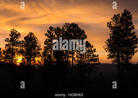 Il sole sorge dietro il ponderosa pine trees lungo la Arizona Trail sulla Coconino Rim. Kaibab National Forest, Arizona Foto Stock