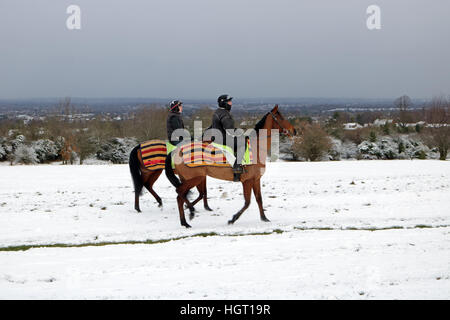 Epsom Surrey, Regno Unito. Il 13 gennaio 2017. Due cavalli da corsa dal vicino maneggio a farsi un giretto fuori nella neve spessa su Epsom Downs nel Surrey. Credito: Julia Gavin UK/Alamy Live News Foto Stock