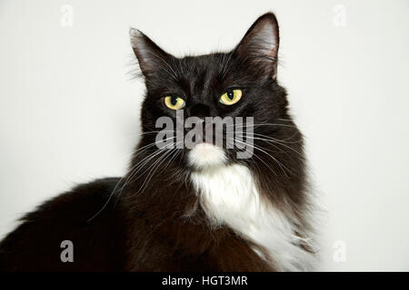 Un bianco e nero dai capelli lunghi gatto con giallo verde occhi guardando direttamente ai telespettatori di sinistra. Off sfondo bianco. Foto Stock