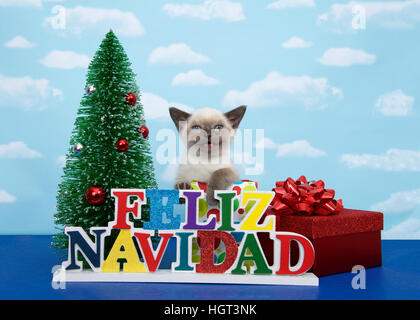 Piccolo siamese Gattino con caratteristiche Munchkin seduti in un regalo di Natale con la casella rossa e la prua su un lato albero di Natale sulle altre e co Foto Stock