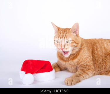 Orange tabby cat posa accanto a santa hat con bocca aperta Foto Stock