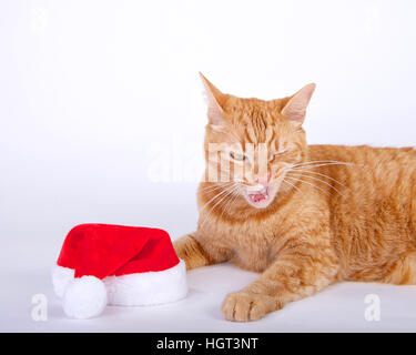 Orange tabby cat posa accanto a santa hat con la bocca aperta come quella non ha un sapore molto buona Foto Stock