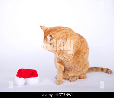 Orange tabby cat seduto accanto alla piccola santa hat nascondendo il viso con zampa. Foto Stock