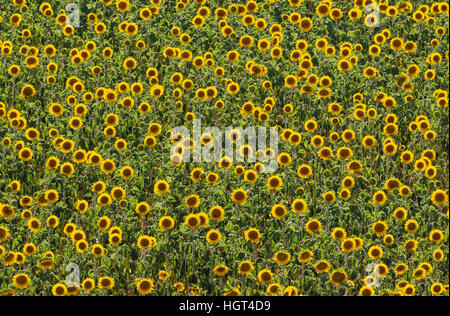 Girasole (Helianthus annuus), campo coltivazioni in Campiña Cordobesa, in provincia di Cordoba, Andalusia, Spagna Foto Stock