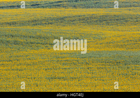 Girasole (Helianthus annuus), campo coltivazioni in Campiña Cordobesa, in provincia di Cordoba, Andalusia, Spagna Foto Stock