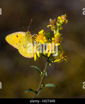 Colias croceus raccogliendo un fiore. Foto Stock