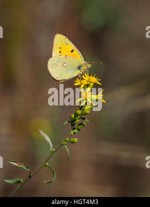 Colias croceus raccogliendo un fiore. Foto Stock