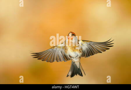 Domestico (Canarie Serinus canaria forma domestica) in volo, Germania Foto Stock
