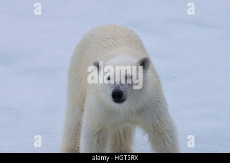 Polar Bear Cub (Ursus maritimus) camminando su un ghiaccio fondente floe, isola Spitsbergen, arcipelago delle Svalbard, Norvegia, Europa Foto Stock