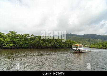 La foresta di mangrovie al flusso superiore area del fiume Nakama nell isola Iriomote, Okinawa in Giappone. Foto Stock