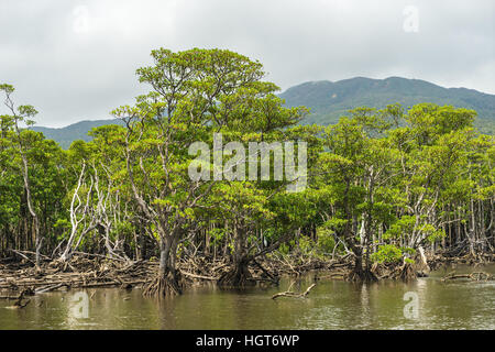 La foresta di mangrovie al flusso superiore area del fiume Nakama nell isola Iriomote, Okinawa in Giappone. Foto Stock