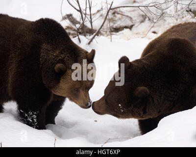 Europaeischer Braunbaer (Ursus arctos), zwei Tiere beschnuppern sich im Schnee. [En] European l'orso bruno (Ursus arctos), due Foto Stock