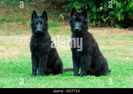 Pastore belga cane, Groenendael. Due giovani seduti accanto a ogni altro sull'erba. Germania Foto Stock
