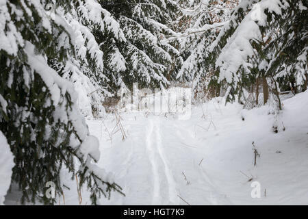 Un sereno paesaggio invernale con gli alberi coperti di neve dopo una grande nevicata e percorso da sciatore Foto Stock