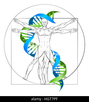 DNA uomo vitruviano la ricerca medica concetto con doppia elica e perfettamente proporzionata in figura umana Foto Stock