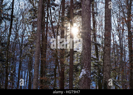 Sole che splende attraverso la struttura ad albero di abete di foreste di montagna coperta di neve. Paesaggio invernale. Foto Stock