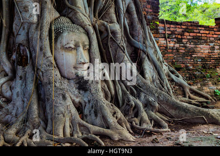 Il Buddha la testa intrappolata nelle radici di un albero in Ayutthaya Foto Stock