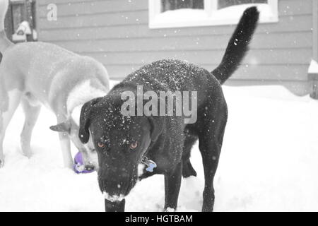 Cani prima neve della stagione. La riproduzione e mangiare come tanta neve come possono!! Foto Stock