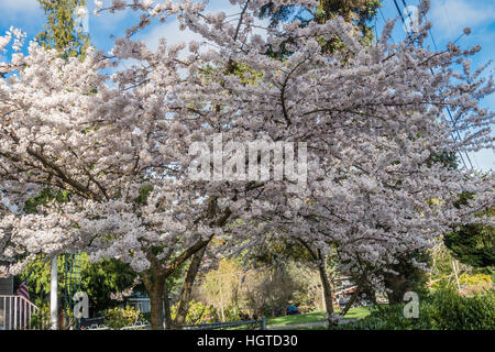 Una profusione di bianco fiori ciliegio sgorgare in primavera. Shot presi in Burien, Washington. Foto Stock