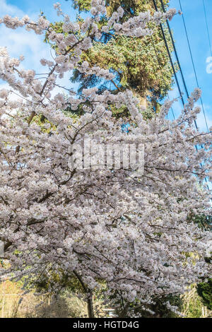 Una profusione di bianco fiori ciliegio sgorgare in primavera. Shot presi in Burien, Washington. Foto Stock