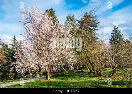 Una profusione di bianco fiori ciliegio sgorgare in primavera. Shot presi in Burien, Washington. Foto Stock