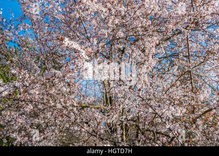 Una profusione di bianco fiori ciliegio sgorgare in primavera. Shot presi in Burien, Washington. Foto Stock