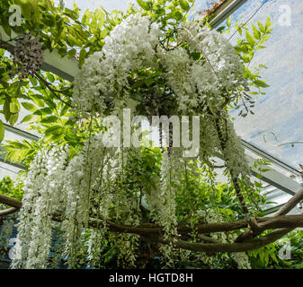 Closeup shot di bianco appeso glicine. Foto Stock