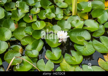 Uno bianco acqua giglio fiorisce in un mare di foglie verdi. Foto Stock