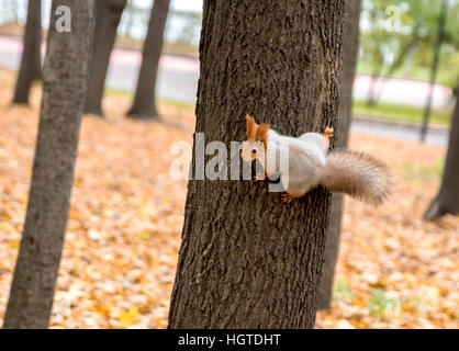 cute, curious squirrel on the tree Foto Stock