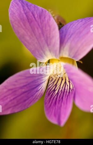 Un viola viola a Odirne Point State Park in segale, New Hampshire. Girato con un riflettore in oro. Foto Stock