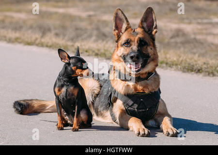 Marrone Sheepdog tedesco alsaziano Cane Lupo e Nero Pinscher miniatura seduta del rullo di estrazione insieme sulla strada Foto Stock