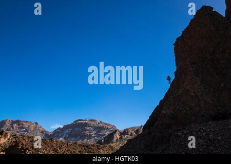 Lone Pine tree crescono fuori il lato di una scogliera rocciosa in Las Canadas del Teide national park, Tenerife, Isole Canarie, Spagna Foto Stock