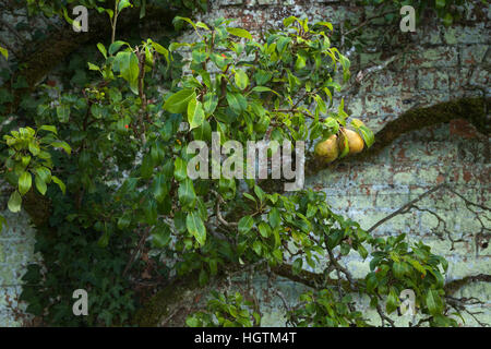 Un vecchio spalliera pear tree contro un muro di mattoni entro il giardino murato di Rousham House, Oxfordshire, Inghilterra Foto Stock