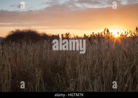 Un ampio margine di campo seminato con cuscinetto di sementi di graminacee selvatiche accanto a una siepe al tramonto vicino East Haddon, Northamptonshire, Inghilterra Foto Stock