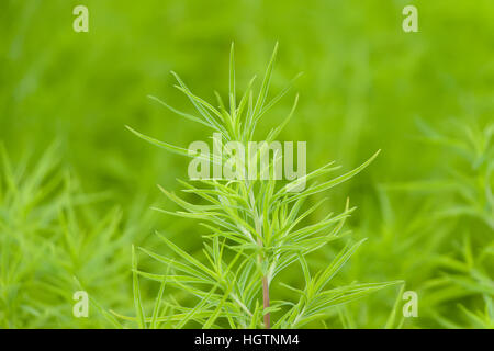 Abstract vegetazione verde immagine con sfondo sfocato Foto Stock