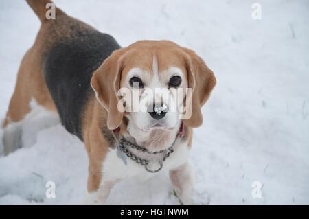 Ragazza cane beagle in inverno con neve al di sopra del corpo e del viso e naso Foto Stock