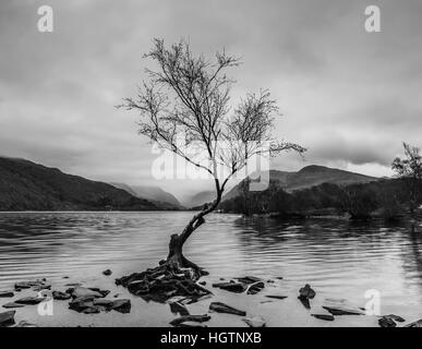 Albero solitario in bianco e nero nelle vicinanze Llyn Padarn, Galles Foto Stock