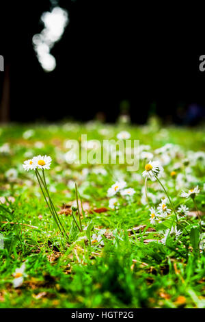 Dolce margherite nel prato durante la primavera. Foto di fiori in garder, prese da un angolo basso, in linea con l'erba. Foto Stock