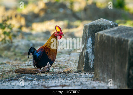 Sri lanka junglefowl in Bundala national park, Sri Lanka ; specie Gallus lafayetii famiglia di fasianidi Foto Stock