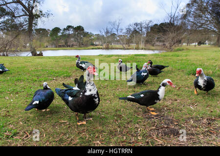 Rosso di anatra muta di fronte anatre vagare intorno ad un lago in Houston, TX, Stati Uniti d'America. Foto Stock