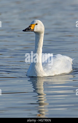 Adulto Bewick's Swan (Cygnus columbianus) nuoto, Gloucestershire, Inghilterra Foto Stock