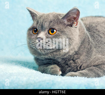 Ritratto di Blue British capelli corti gatto con occhi Arancio Foto Stock