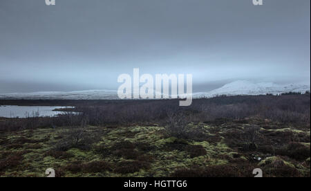 Moss-brughiera coperta con montagne innevate sullo sfondo, Thingvellir National Park, Islanda Foto Stock