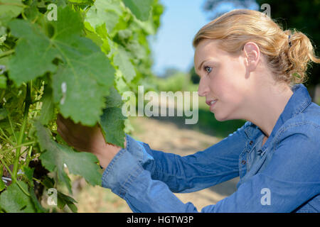 Donna ispezione di uva sulla vite Foto Stock