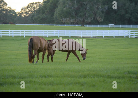 Pastorale farm horse scenic al tramonto Foto Stock