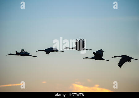 Wimtering Sandhill gru in volo contro il cielo al tramonto Foto Stock
