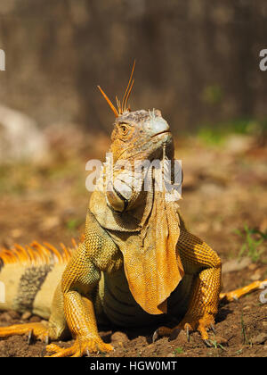 Iguana verde a Muelle San Carlos, Costa Rica Foto Stock