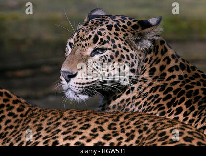 Femmina di leopardo dello Sri Lanka / Panther (Panthera pardus kotiya) Foto Stock